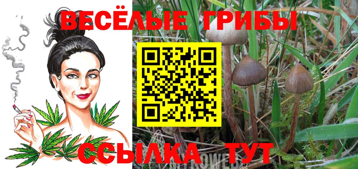 Красногорск  Псилоцибиновые грибы GOLDEN TEACHER  Вход с VPN  Галлюциногенные грибы мухоморы 